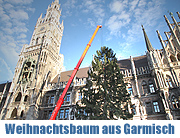 Ein Baum für den Münchner Christkindlmarkt: der Christbaum 2010 für den Marienplatz kommt aus Garmisch-Partenkirchen. Infos & Video (Foto: Martin Schmitz)